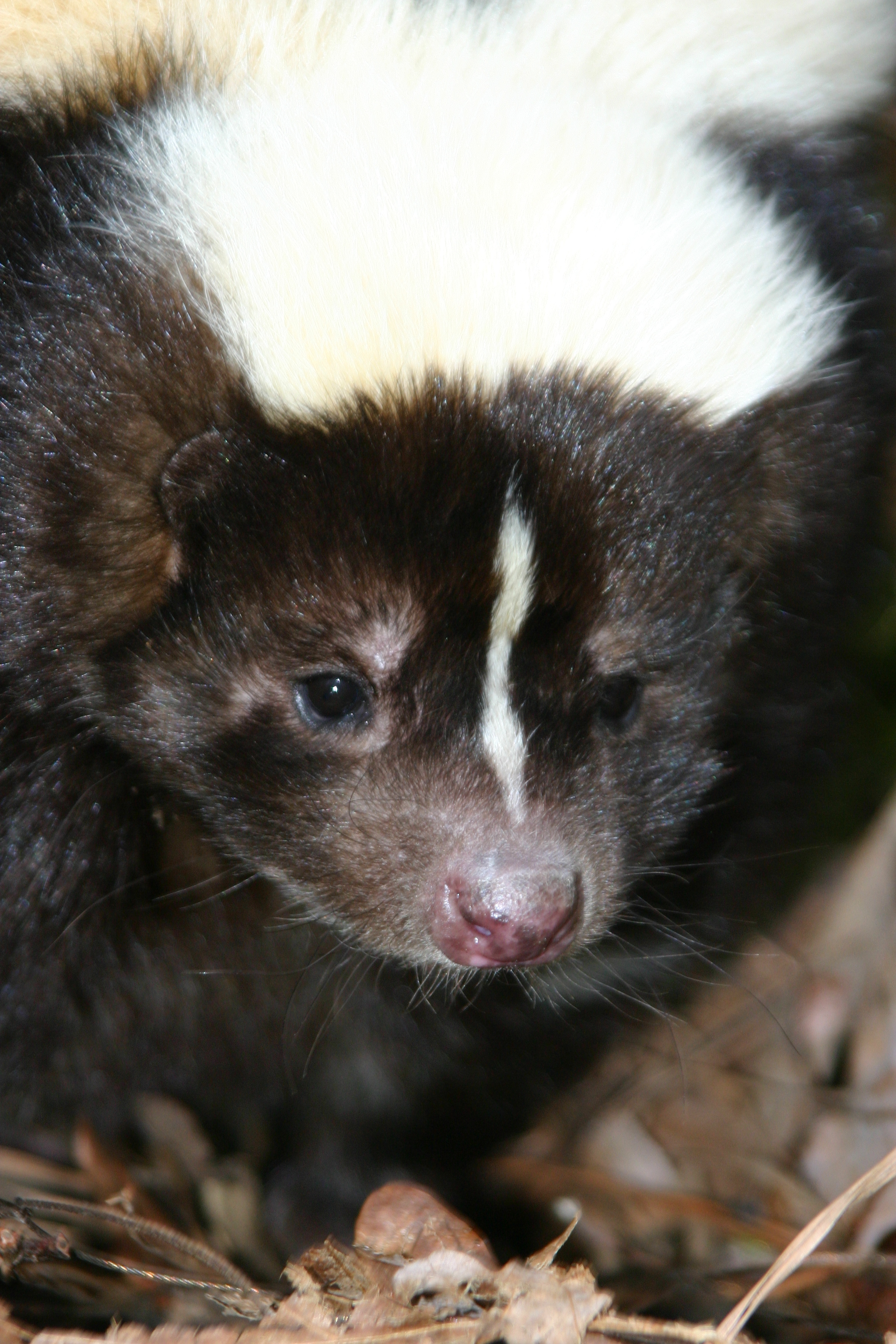 implies, my family discovered a skunk living underneath the shed in my 