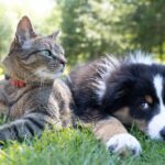 pet friendly pest control