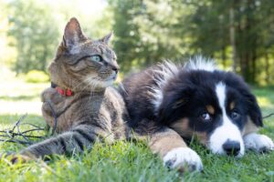 pet friendly pest control