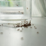 how to keep bugs out of food pantry