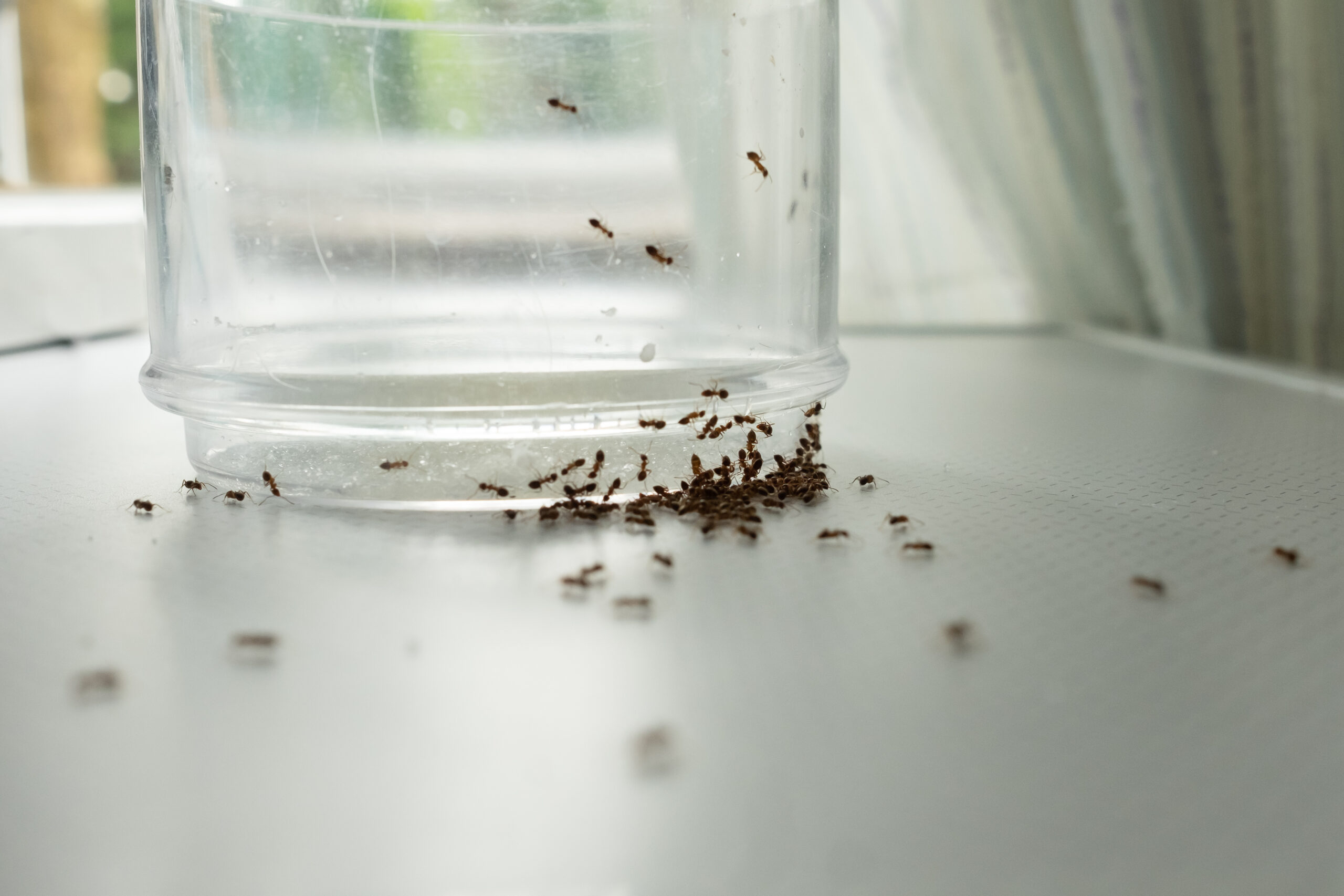 How to Keep Bugs Out of Your Food Pantry and Pet Food