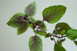 how to prevent pests on indoor plants
