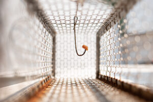 Animal Trap