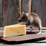 Pest control myths, pest facts, effective pest control