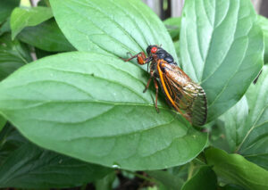 Everything you need to know about Cicadas in Colorado