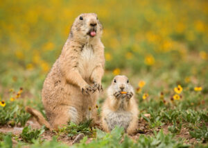 Prairie dog removal