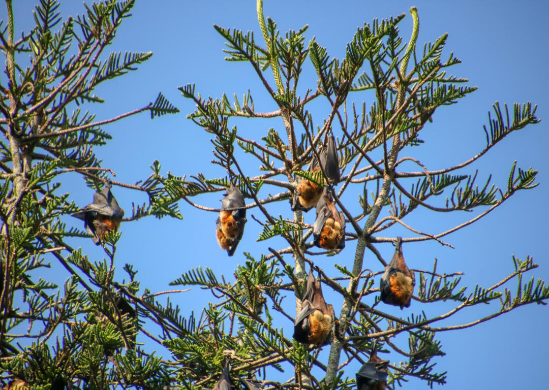bat infestation