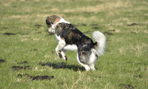 Dog hunting mice in Denver or Mouser Dog