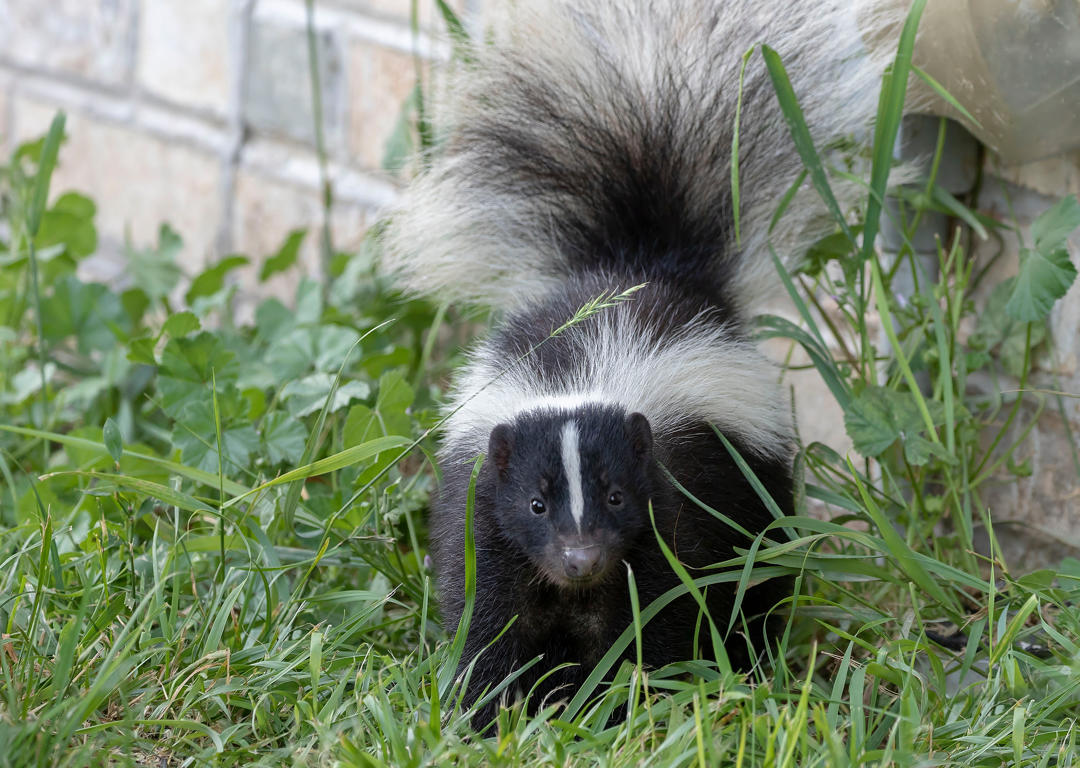 keep skunks away
