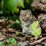 How to Get Rid of Voles in Your Denver Yard