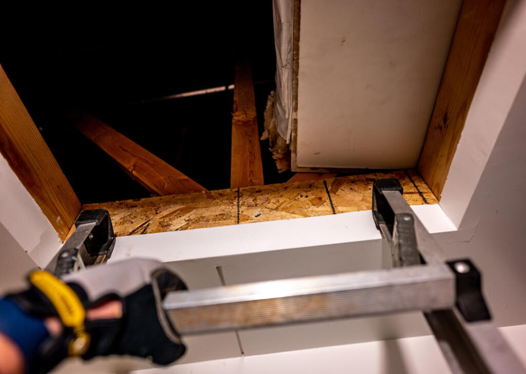 Bats in the Attic? Signs You Need Professional Bat Removal