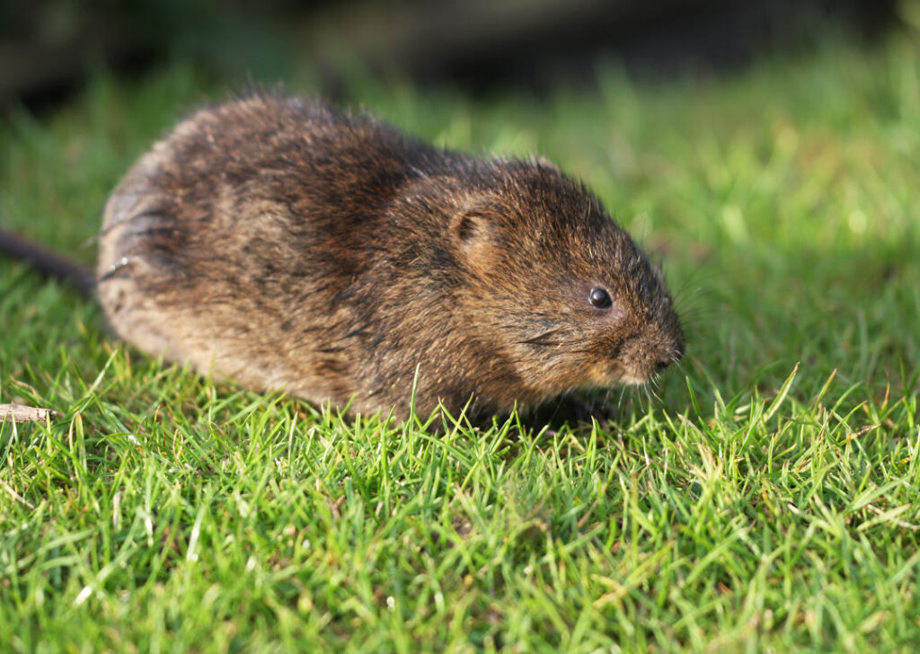 Voles & Mice: Protecting Your Yard from Spring Rodents