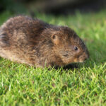 Voles & Mice: Protecting Your Yard from Spring Rodents