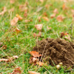Fall Pest Checklist: What to Do Before Cold Weather Hits