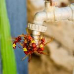 How to Protect Your Home from Wasps in August Heat