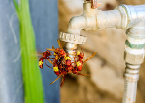 How to Protect Your Home from Wasps in August Heat