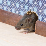 Mice in the Walls? Signs of a Fall Rodent Infestation