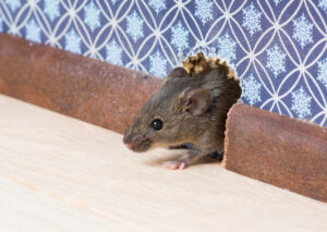 Mice in the Walls? Signs of a Fall Rodent Infestation