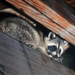 Raccoons in the Attic: What You Need to Know Before Winter