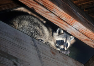 Raccoons in the Attic: What You Need to Know Before Winter