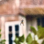 Why You’re Still Seeing Spiders in Your House This Fall