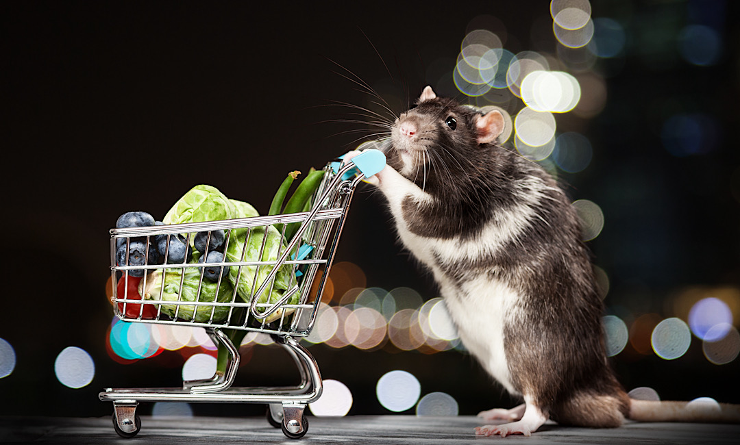 Rodent looking for food in a home in Denver, CO