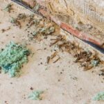 Rodent Droppings in the Garage: When to DIY and When to Call a Pro