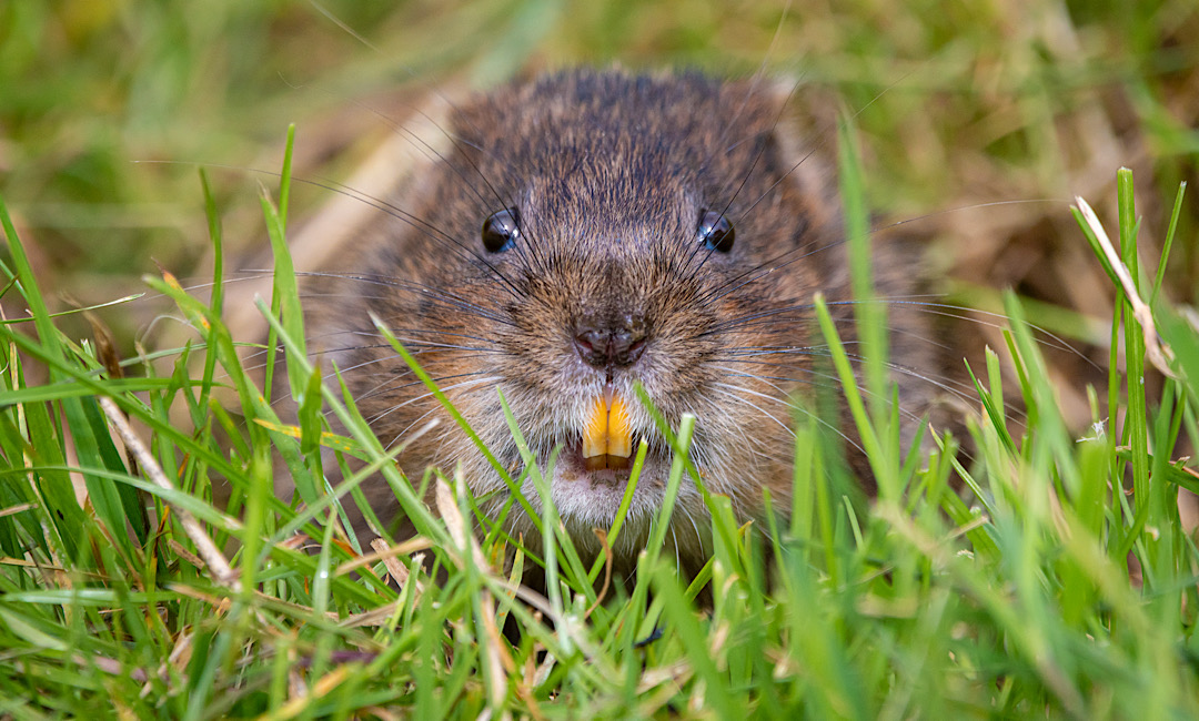Vole in Yard in Denver, CO