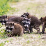 How New Denver Subdivisions Near Open Space Attract Raccoons, Skunks & Coyotes