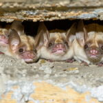 When to Worry About Bats in Denver: Rabies, Guano, and Attic Damage