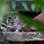 Urban Gardening Without Attracting Rodents in Denver