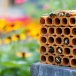 Bee-Friendly Pest Control: Protecting Pollinators While Treating Denver Yards