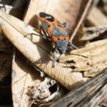 Why Boxelder Bugs Love Denver’s Older Neighborhoods