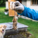 Dog Runs, Dog Doors & Pests: A Denver Pet Owner’s Guide