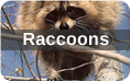 Raccoon Removal and Raccoon Pest Control Services in Denver